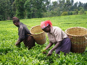 お茶を収穫する農家の人々（日本ケニア交友会提供）