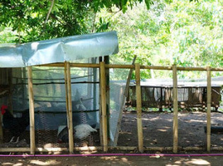 強制移住プロジェクトの移住先のひとつ「エンカント」（フィリピン・ブラカン州）にある養鶏場