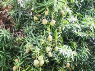 村のどこにでもあるマンゴーの木。日本では１個500円ぐらいで売られているこの高級な果物も、ここでは“ただ”。お腹が空いたら、石を投げて、実を落とす子どもたちも