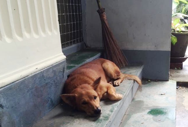 犬は家の外で眠ることから、「家を泥棒から守ってくれる」といわれる。ヤンゴン大学で