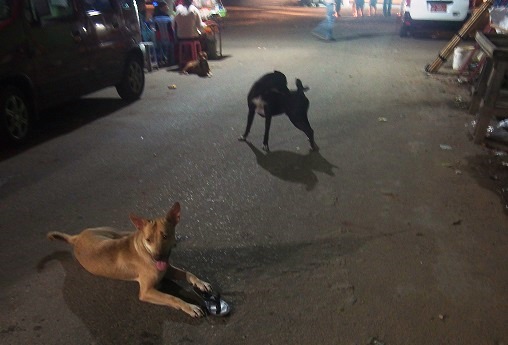ヤンゴンの街中にはイヌが多い。タウンの路上で夜中、イヌが噛みあいのバトルを繰り広げていた