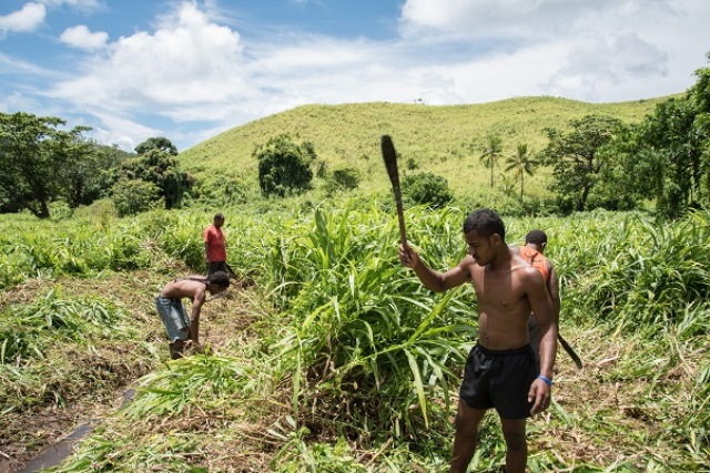 フィジー東部のラケンバ島で、タロイモを植えるために畑を整備する若者たち