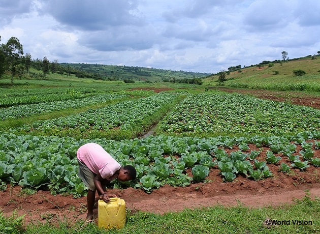ルワンダの農家が組合を作り、政府から借り受けた土地で比較的大規模な栽培をする（ワールド・ビジョン・ジャパン提供）