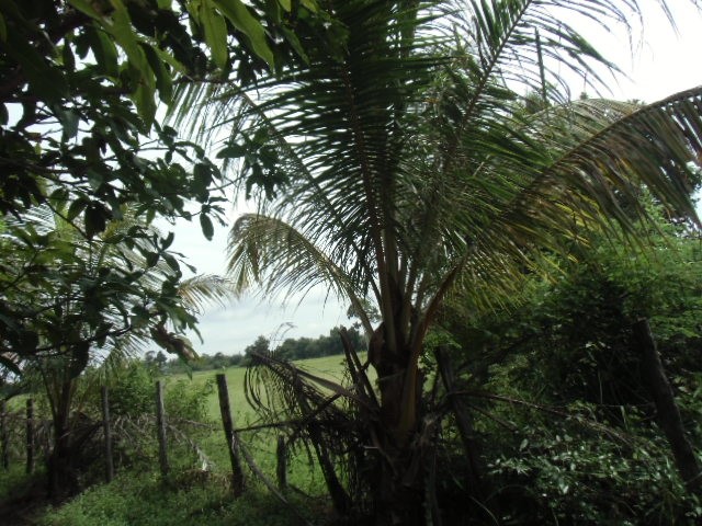 農地の境界は木の柵のみ。登記はされていない（カンボジア・シェムリアップ）