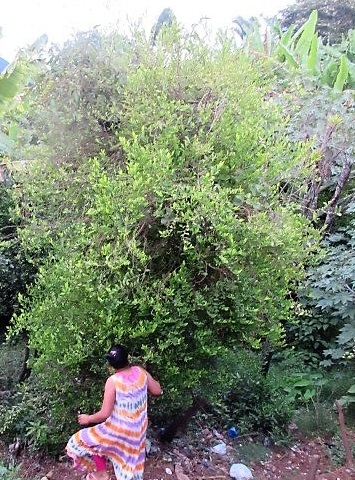 ソレイニさんの家の裏で自生するコカの木（コロンビア・アンティオキア県カルマタ・ルア）