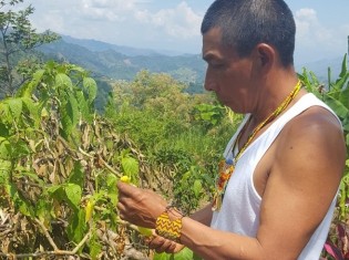 エスコポラミナ は世界最強の麻薬 それとも疲労回復の薬 コロンビア先住民のシャーマンだけが知るウラ話 Ganas 途上国 国際協力に特化したnpoメディア