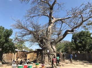 マラウイに自生するバオバブの木（MPJ提供）