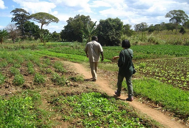 モザンビークのナンプーラ州は肥沃な土地で、収奪される前は水路もあり、さまざまな農作物が実っていたという。「（農地として）使えない土地」といわれる場所も「休ませている土地だ」と農民らは主張する（写真提供：JVC）
