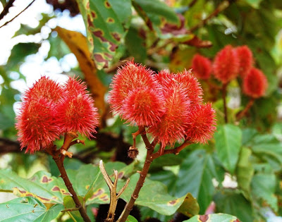 伝統的化粧で赤色を出したいときに使う「オノト」と呼ばれる木。ランブータンのよう
