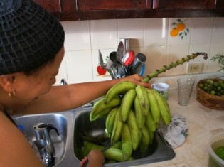 食べごろのプラタノが収穫されると大喜び