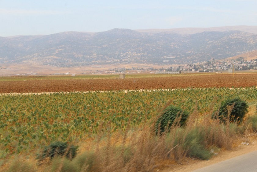 出張で訪れたレバノンの農村部。山の向こうはシリアだ