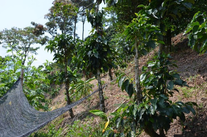 カットバックしたばかりのコーヒーの木。十分に育ち、収穫量が増えるのはこれからだ