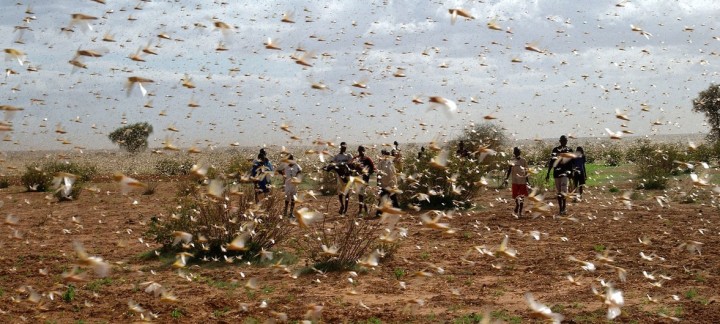 サバクバッタの群れ（FAOのツイッターから引用）。穀物を一瞬にして食い尽くす