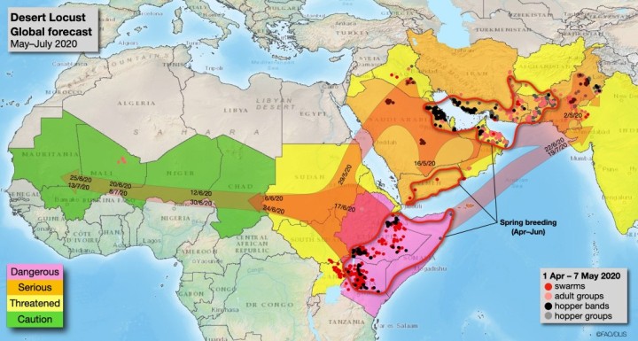 サバクバッタの飛来経路を予想する地図（FAOのバッタ予報サイトから）。東アフリカらから、東はインド、西はモーリタニアにまで到達する見通しだ