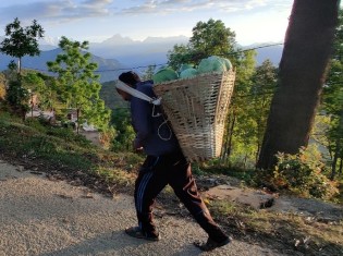 カゴいっぱいのキャベツを背負って、卸先の店まで山道を歩く農民（ネパール・シンドゥパルチョーク郡）