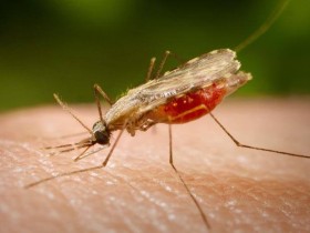 マラリア原虫を運ぶハマダラカ。気候変動の影響で、2030年にはマラリアによる死者数が6万人増えるとの予想だ