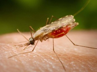 マラリア原虫を運ぶハマダラカ。気候変動の影響で、2030年にはマラリアによる死者数が6万人増えるとの予想だ