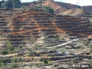 プランテーションのために伐採されたマレーシア・サラワク州の山（写真提供: FoE Japan）