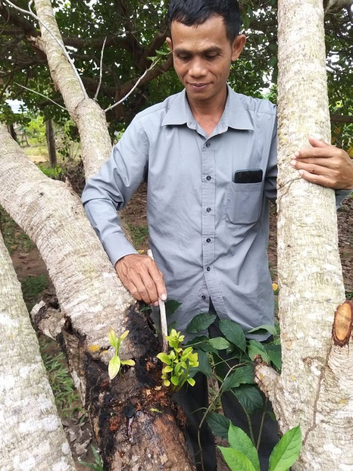 プレアビヒア州でIVYが提供するカシューナッツの技術研修に参加し、自然農薬を木に塗り付けるカンボジア人（写真提供：IVY）