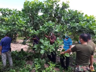 カシューナッツの木を剪定するカンボジアの農家の人たち。カンボジアで最も貧しいとされるプレアビヒア州でIVYが提供する技術研修で（写真提供：IVY）