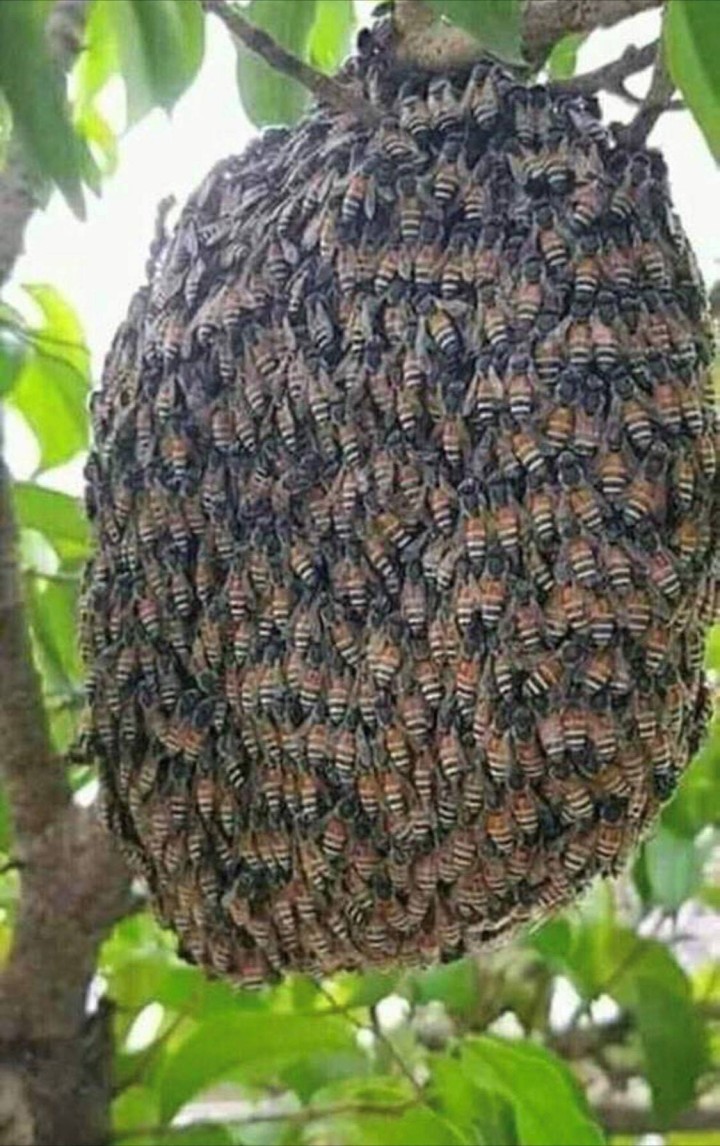 サバンナアカシアの木にできたアフリカミツバチの巣。巣からとれる蜜蝋も「南スーダンのみつろう」という商品名で販売(50グラム、税込み880円）。アルガンオイルと混ぜてリップの保湿用に使うのが人気