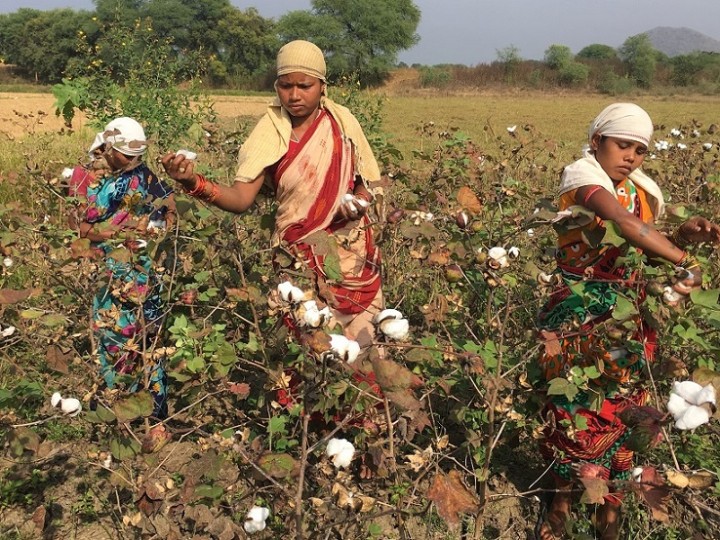 綿を収穫する女性たち（写真提供：PBP COTTON 葛西龍也氏）