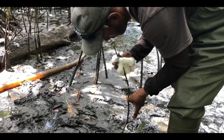 現地NGOのスタッフがマングローブ林で作業するようす。根についた重油を拭きとる