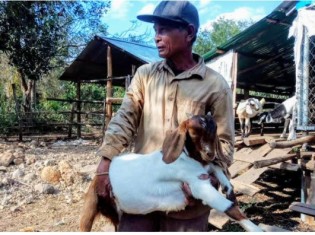 カンボジア・バッタンバン州カムリエン郡で、ヤギを飼育するチャプ・ポンさん。新型コロナで仕事を失った人たちにも、自分が繁殖させたヤギを分け与えた