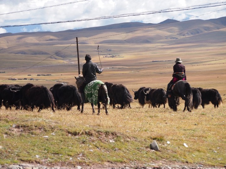 ヤクの群れを追うチベットの牧民（写真提供：棚瀬慈郎氏）