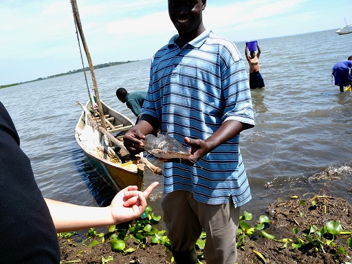 ケニア西部にあるビクトリア湖のほとりのビタ村で水揚げされたばかりのナマズ。食べ物や水といった恵みを住民にもたらすビクトリア湖だが、湖の中には住血吸虫がいる（増田氏撮影）