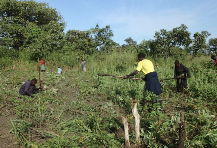 ウガンダ北部のグル県にある農村で、うなづき症候群の患者と家族のグループが畑を耕しているところ（うなづき症候群対策ネットワークのホームページから引用）