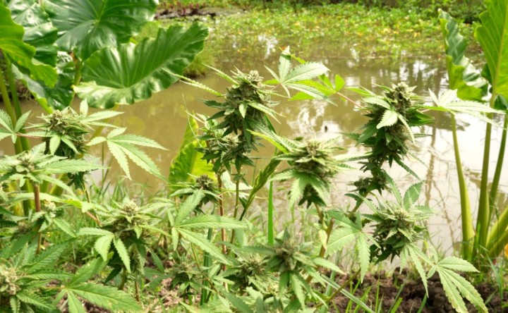 タイでは2022年6月から誰もが大麻を栽培し販売できるようになった。写真は花を咲かせた大麻。花の部分に覚醒作用のある成分を多く含む