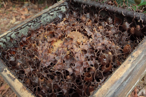 ハリナシバチの巣の中。巣は、天然の抗菌物質といわれるプロポリスでできている。ハチの巣特有のハニカム構造（六角形を隙間なく並べたもの）ではなく、無数の枝と袋が無数につながった複雑なつくり（写真は上林さん提供）