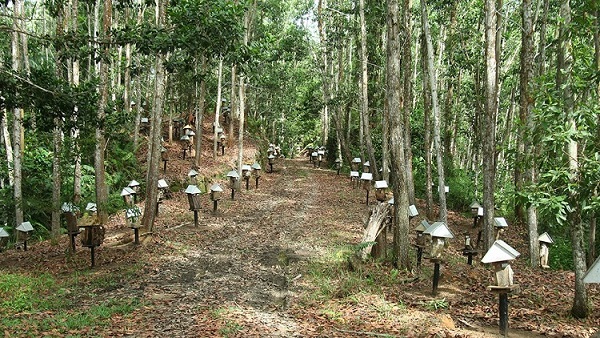 建材用に植林されているアカシア・マンギウム林の中にある養蜂場。ハリナシバチはさまざまな場所で飼育できるが、周囲にはプロポリスの元になる樹木が必要だ（写真は上林さん提供）