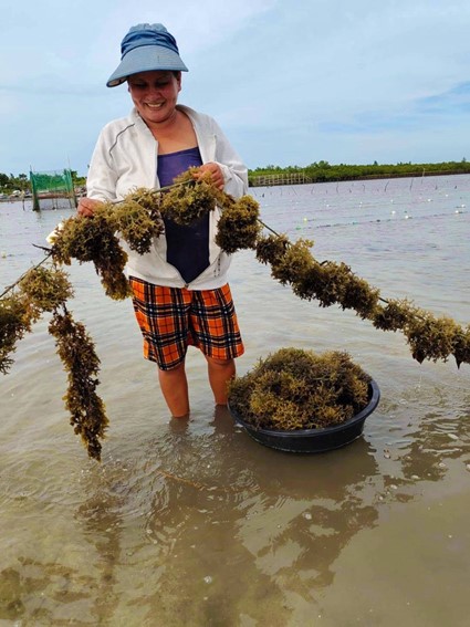 ゴムでできたロープにくくりつけられた海藻（写真提供：イカオ・アコ）